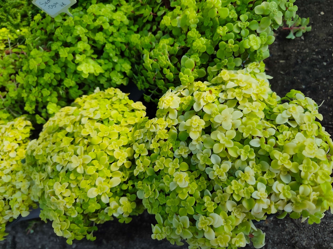 Sedum makinoi 'Ogon'