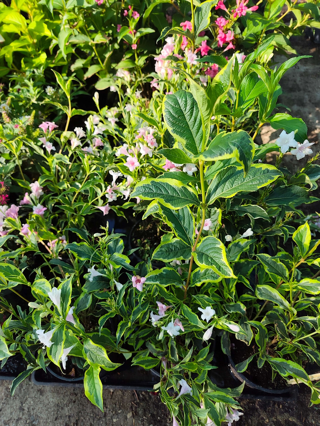 Weigela florida ‘Nana Variegata’
