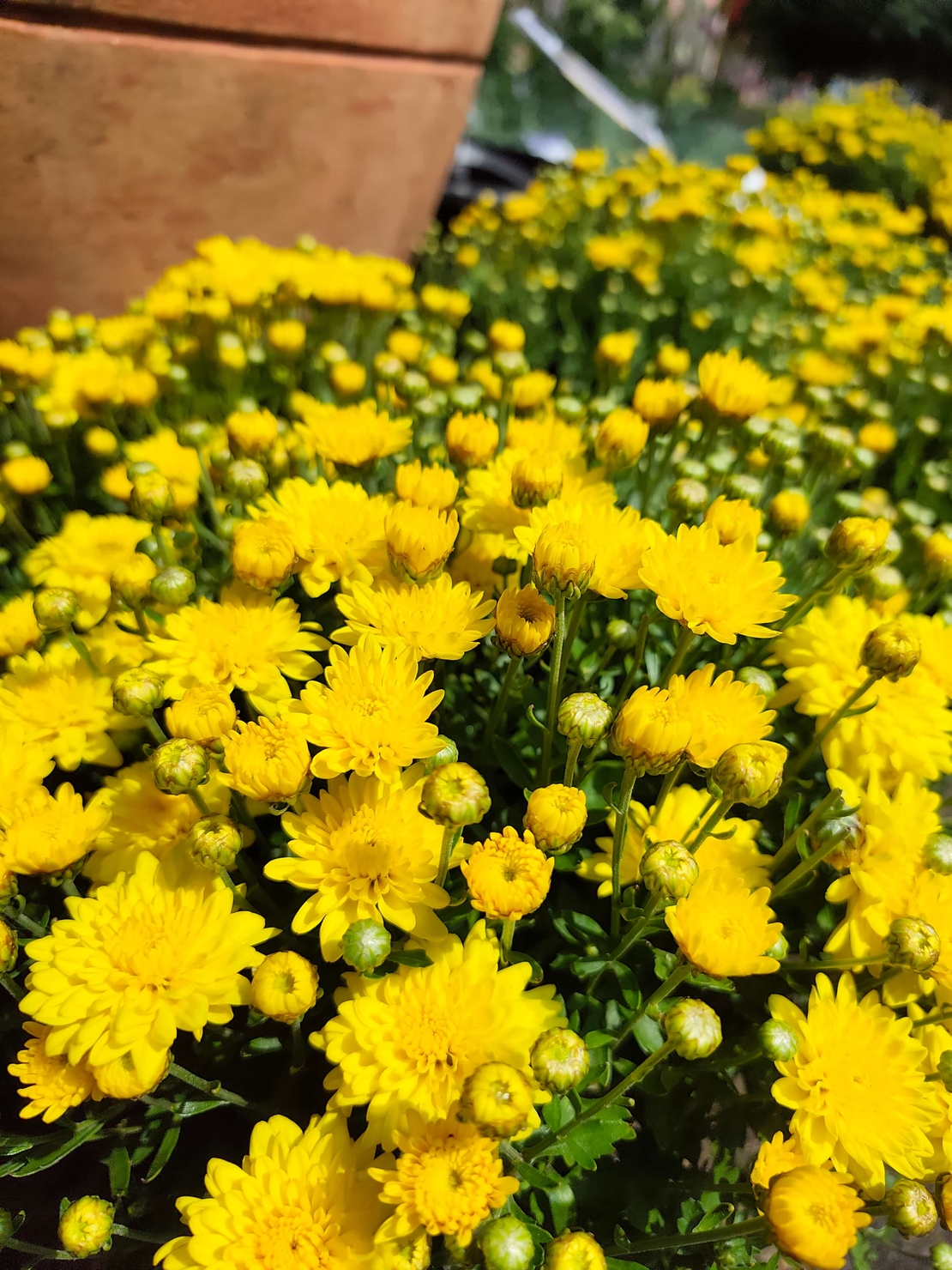 Chrysanthemum × morifolium (Градинска хризантема)