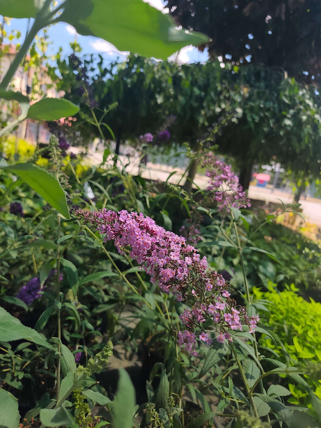 Buddleja davidii (Будлея, Пеперуден храст)
