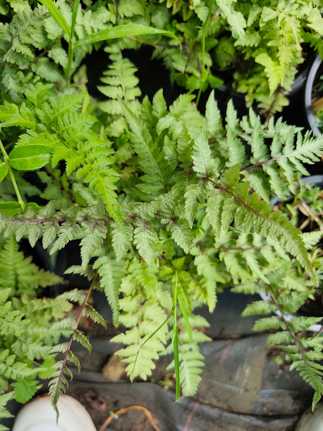 Dryopteris filix-mas (Мъжка папрат)