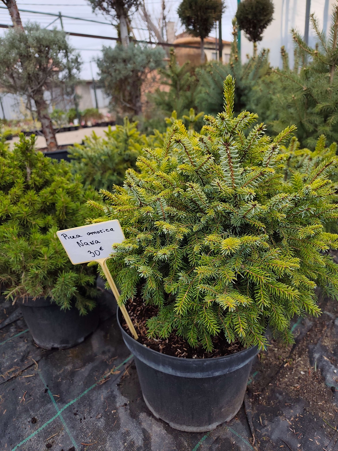 Picea omorika Nana