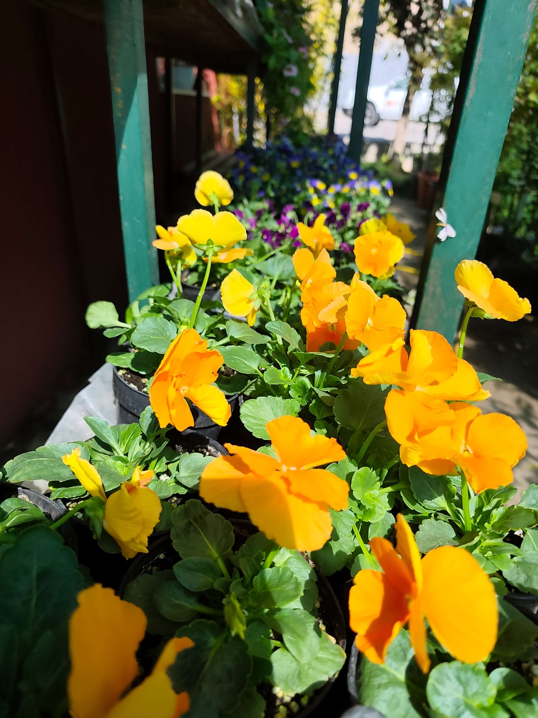 Viola × wittrockiana (Градинска теменужка)