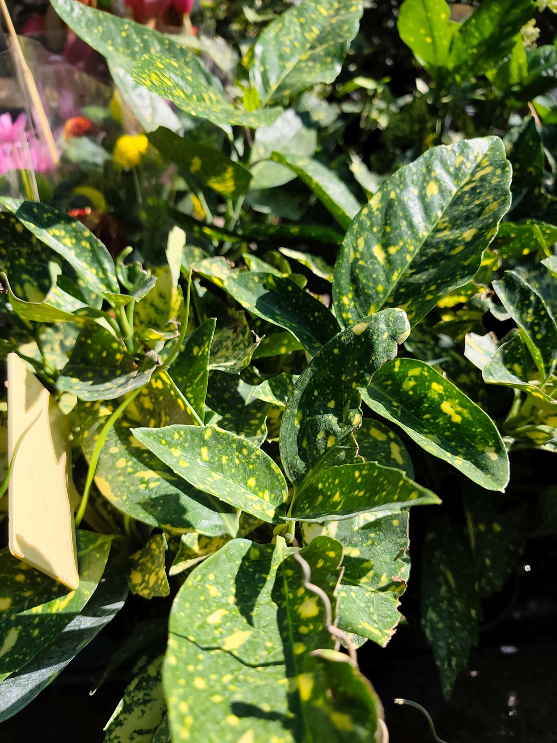 Aucuba japonica (Японска аукуба)