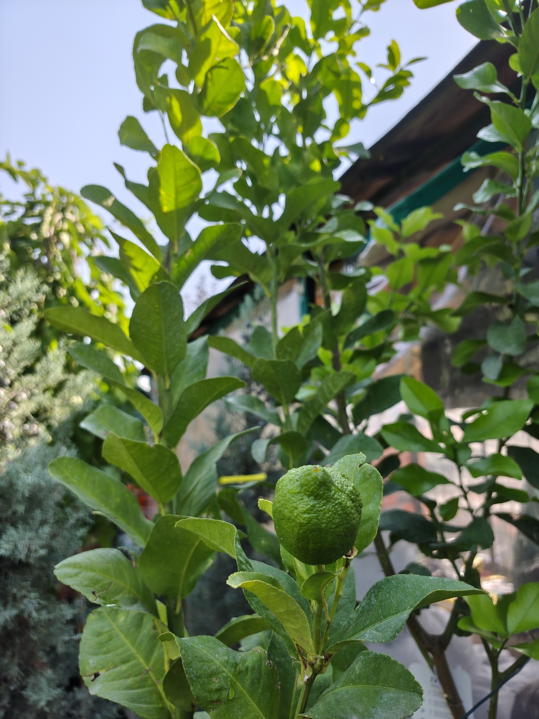 Citrus limon (Лимон)