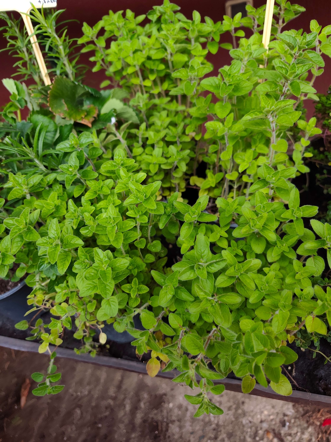 Origanum vulgare ( риган )