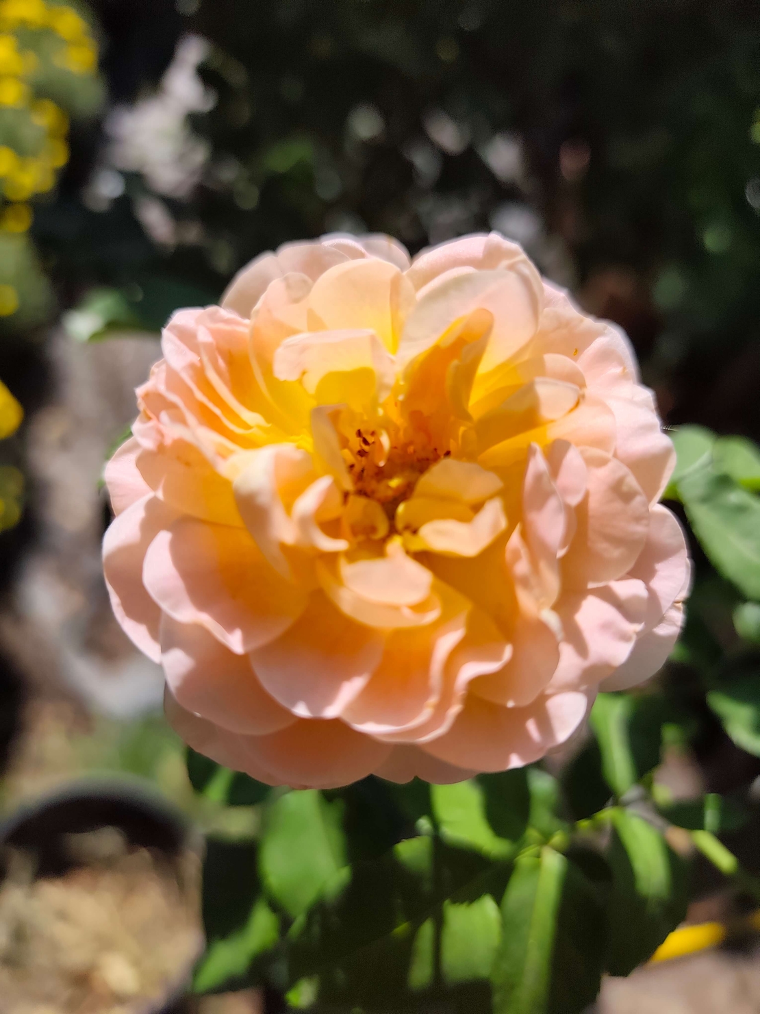 Rosa spp. – щамбова роза (Роза на присадка)