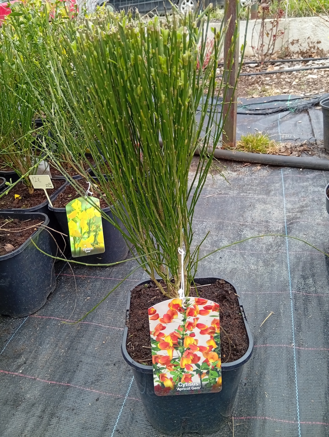 Cytisus Apricot Gem