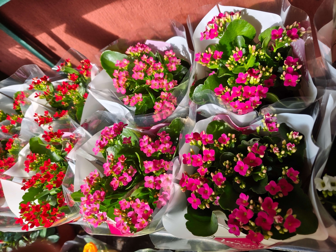 Kalanchoe blossfeldiana (Каланхое)