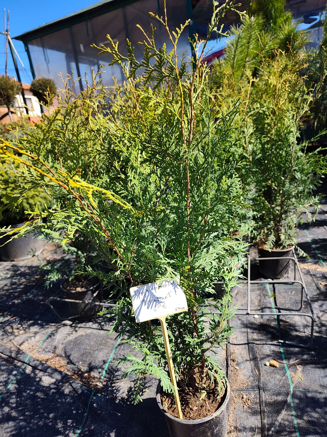 Thuja occidentalis Brabant