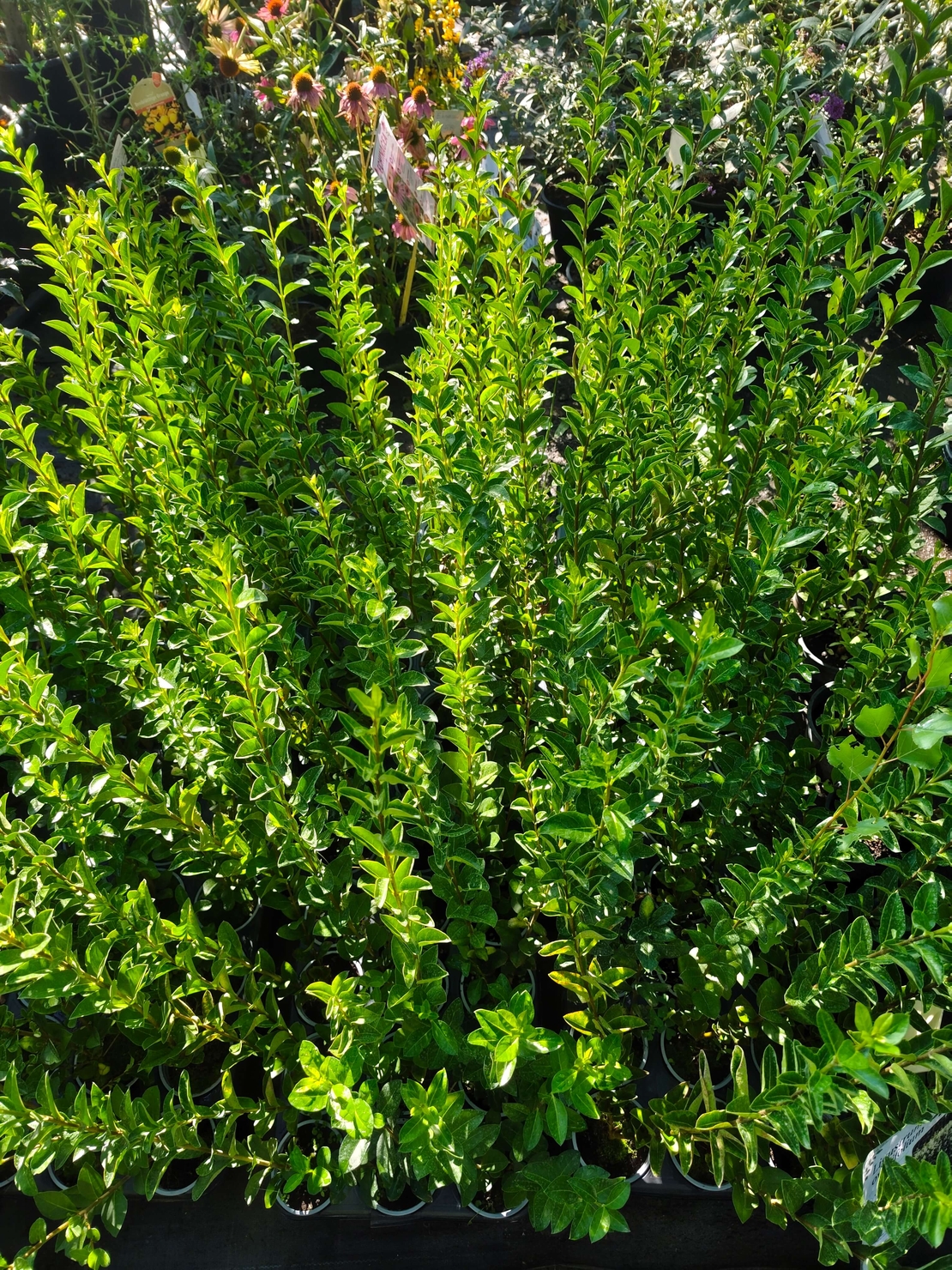 Ligustrum ovalifolium