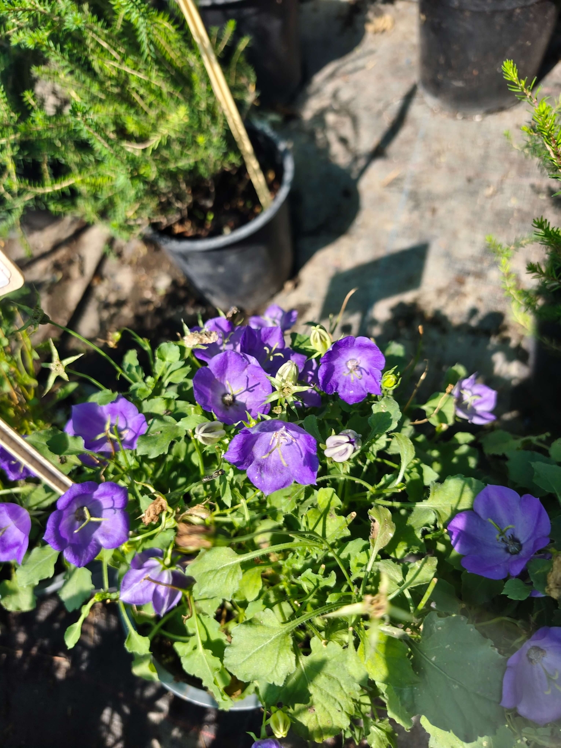 Campanula (Камбанка)