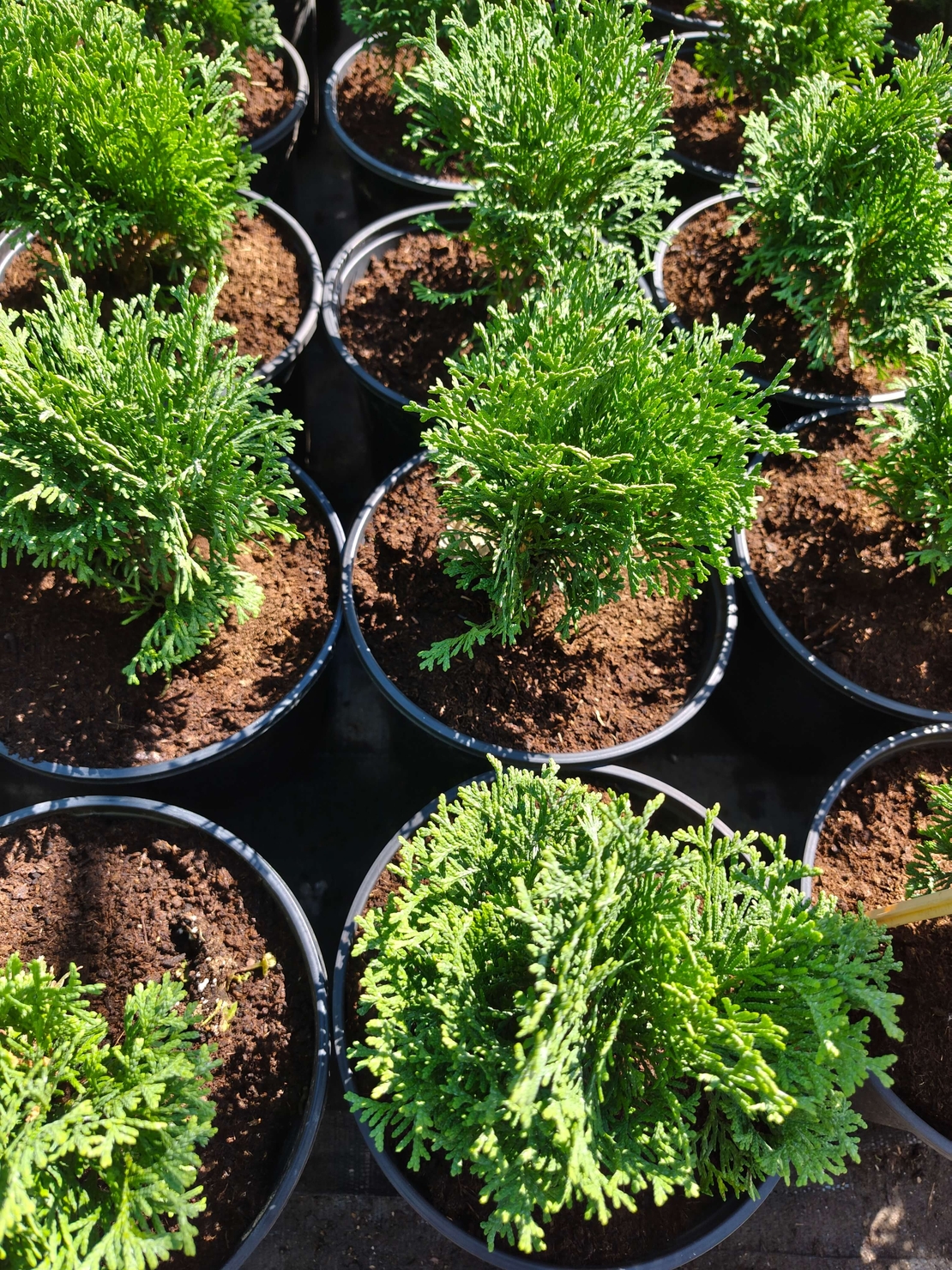 Thuja occidentalis ‘Tiny Tim’ (Туя Тайни Тим)