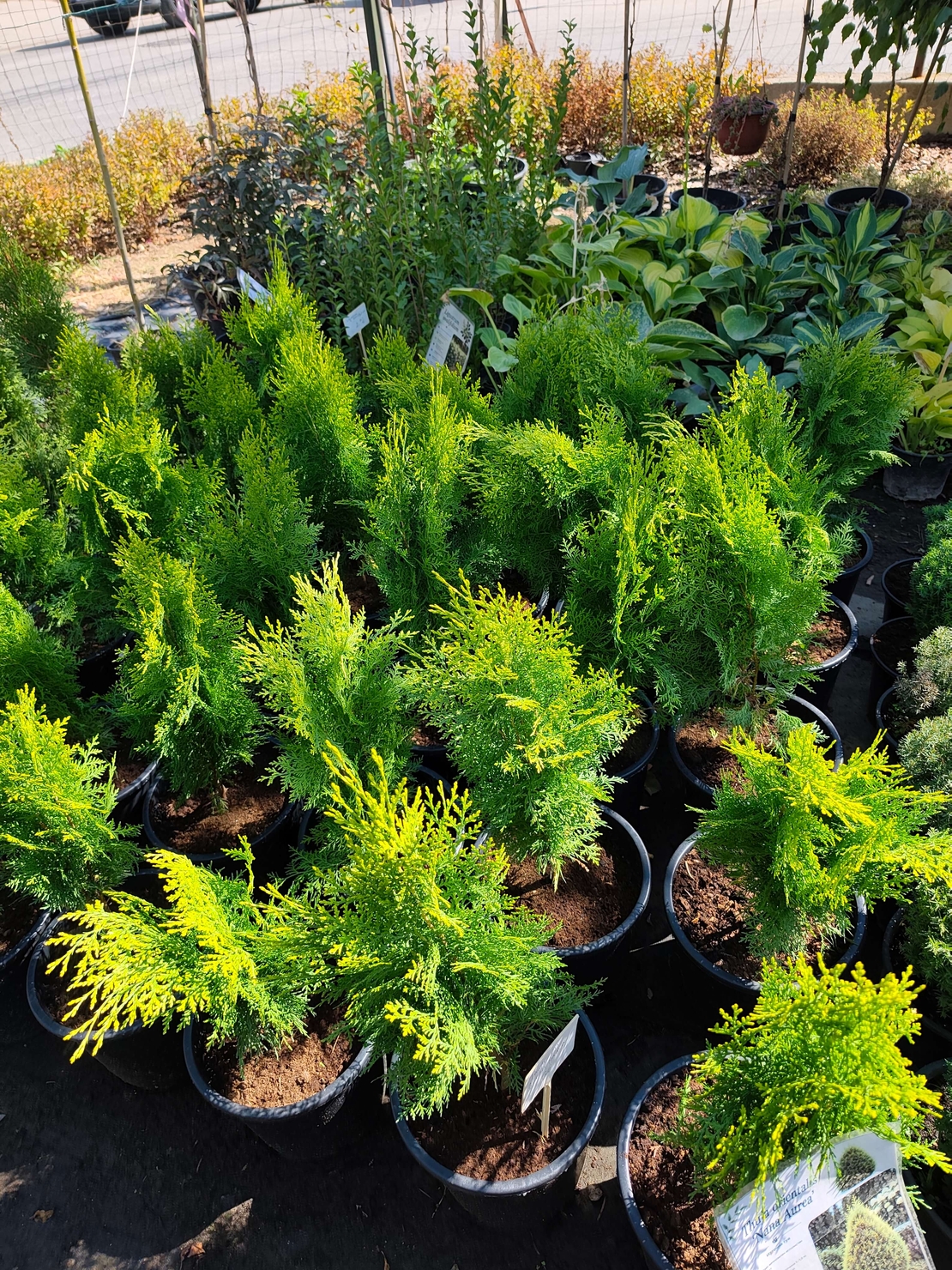 Thuja orientalis ‘Aurea Nana’ (Туя Ауреа Нана)