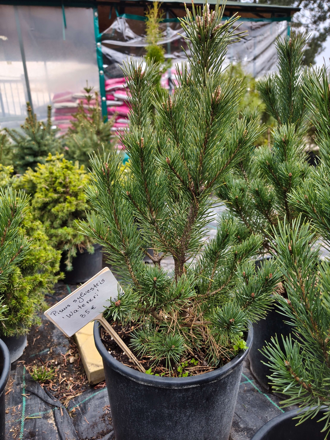 Pinus sylvestris Watereri