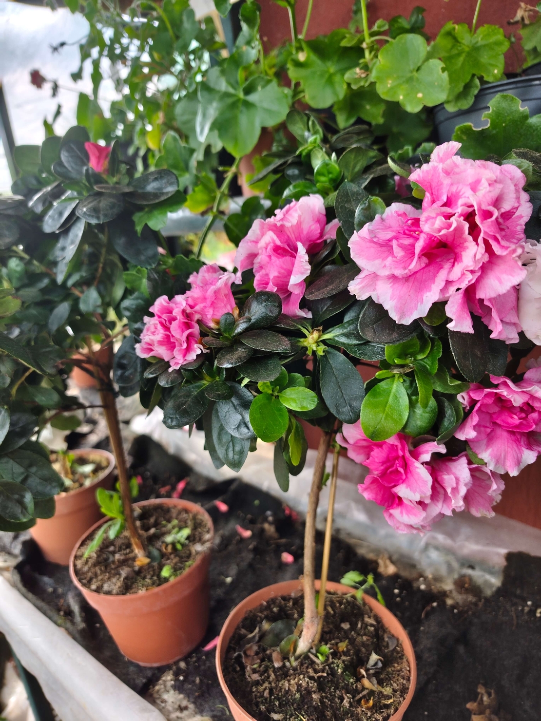 Rhododendron simsii – щамбова форма (Стайна азалия – мини дръвче)