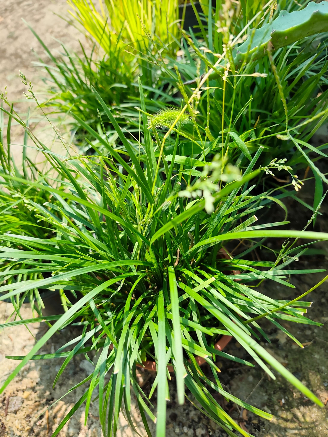 Carex sylvatica (Горска острица)