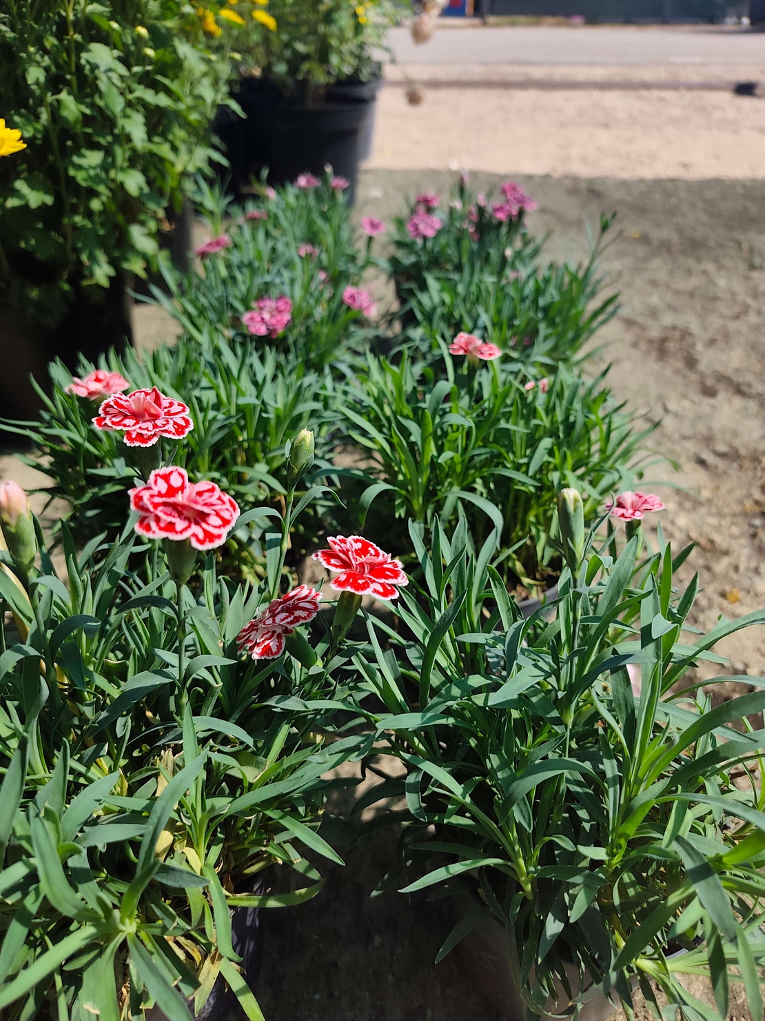 Dianthus (Градински карамфил)