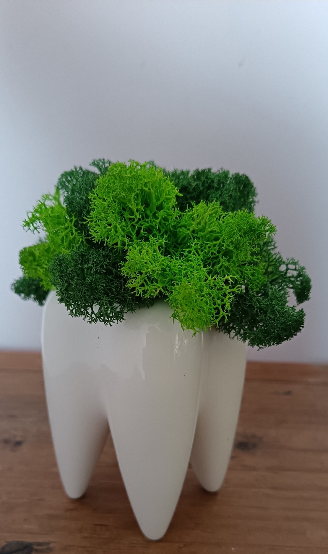 Кашпа зъбче със скандинавски мъх