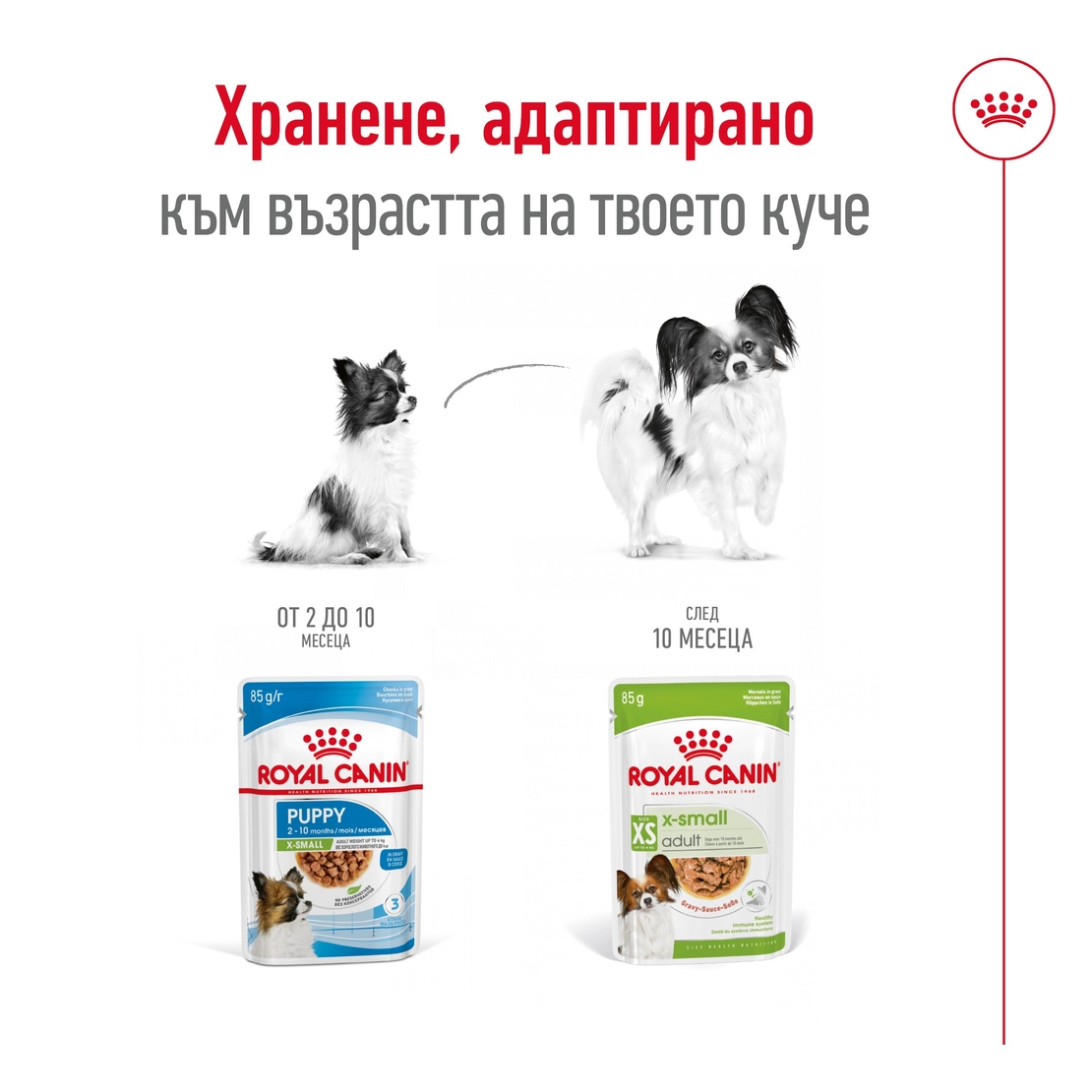 ROYAL CANIN® SHN X-SMALL ADULT - за кучета в зряла възраст от много дребни породи (тегло в зряла възраст до 4кг) – от 10 месеца до 8 години