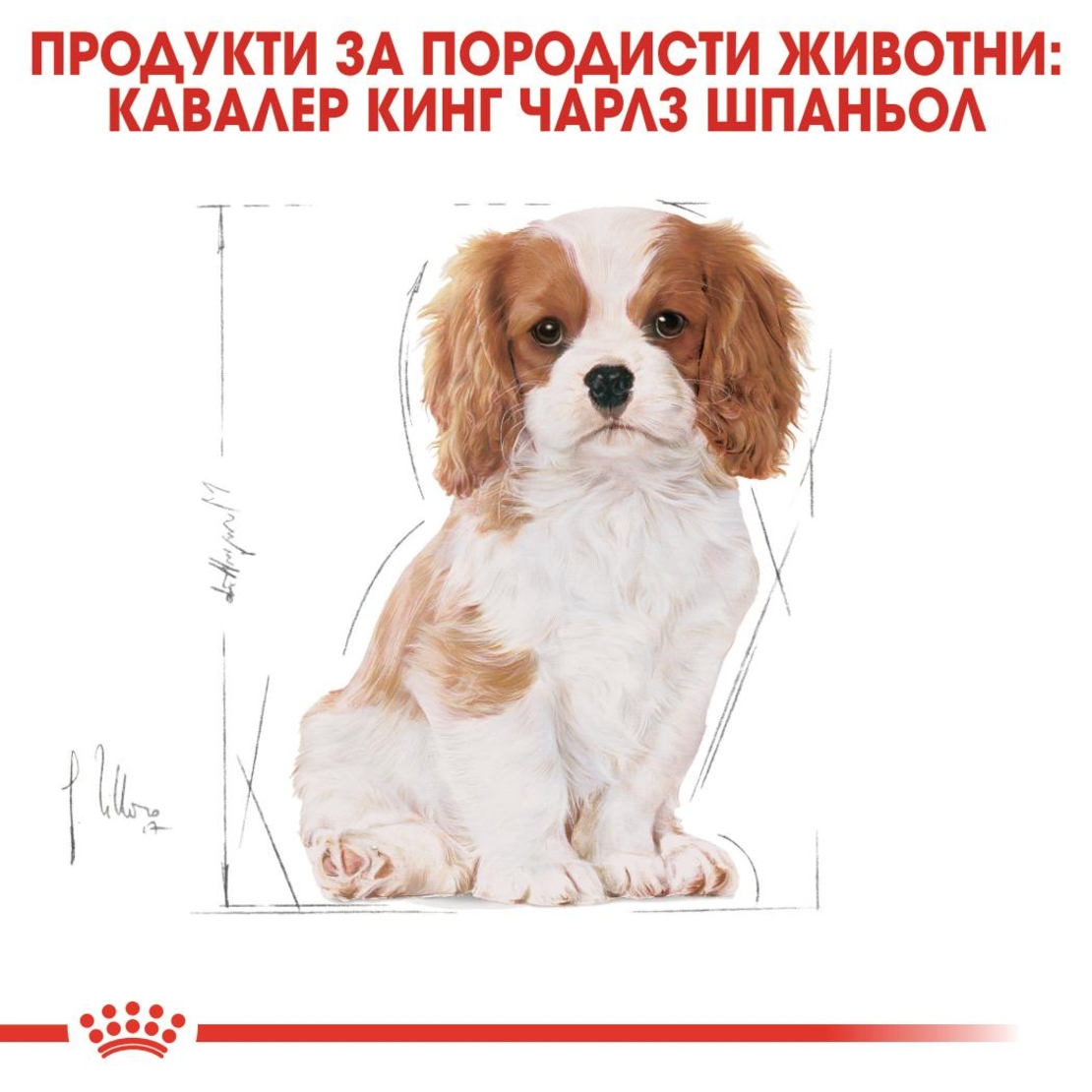 ROYAL CANIN® BHN CAVALIER KING CHARLES SPANIEL PUPPY за подрастващи кучета порода кавалер кинг чарлз шпаньол – до 12 месеца