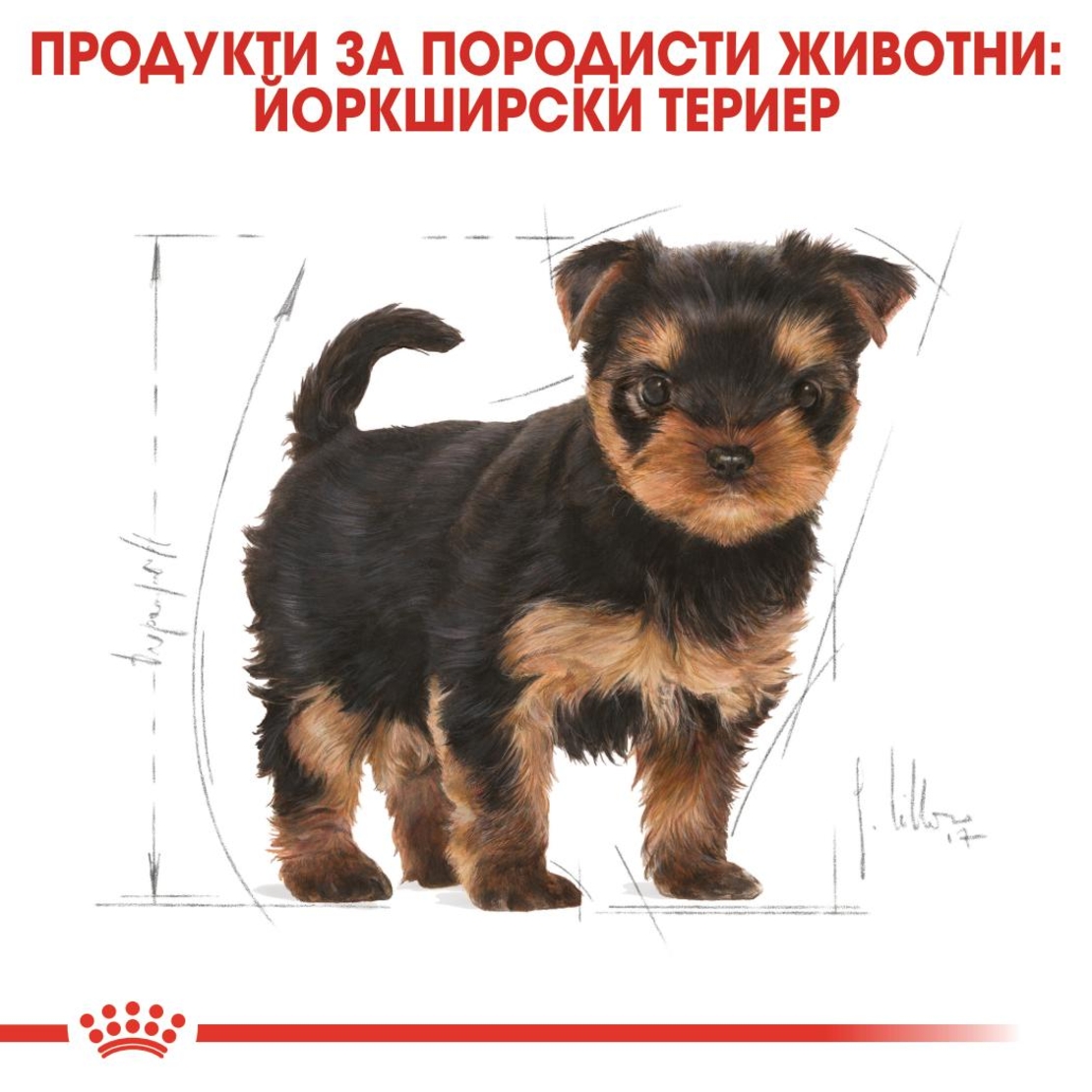 ROYAL CANIN® BHN YORKSHIRE PUPPY - за подрастващи кучета порода йоркширски териер - до 10 месеца