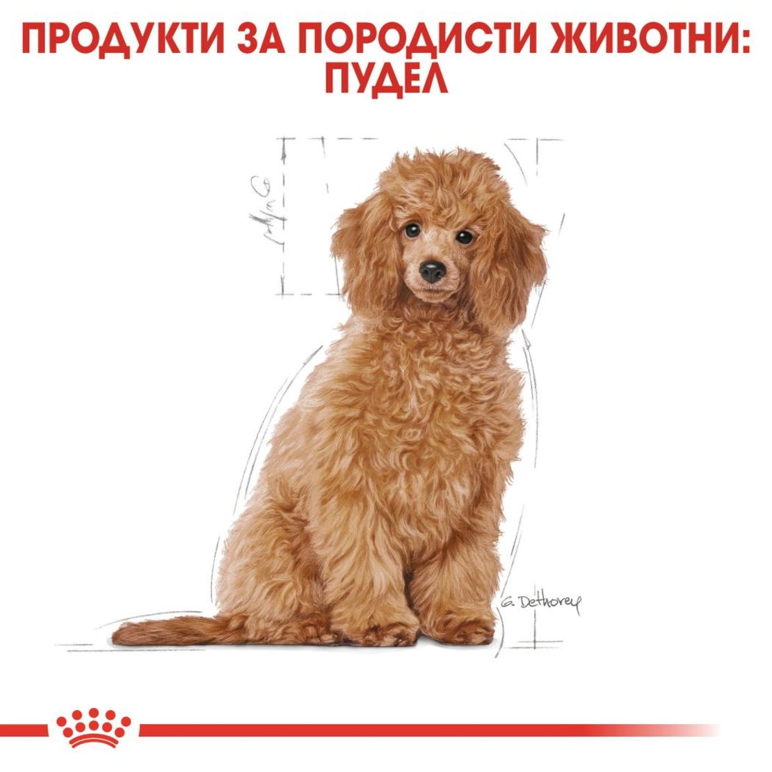 ROYAL CANIN® BHN POODLE PUPPY за подрастващи кучета порода пудел - до 10 месеца
