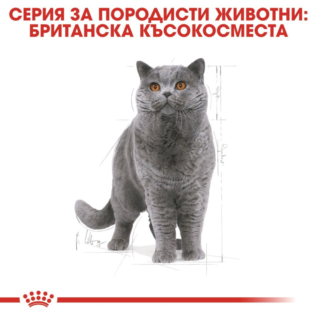 ROYAL CANIN® FBN BRITISH SHORTHAIR ADULT за британски късокосмести котки в зряла възраст - над 12 месеца