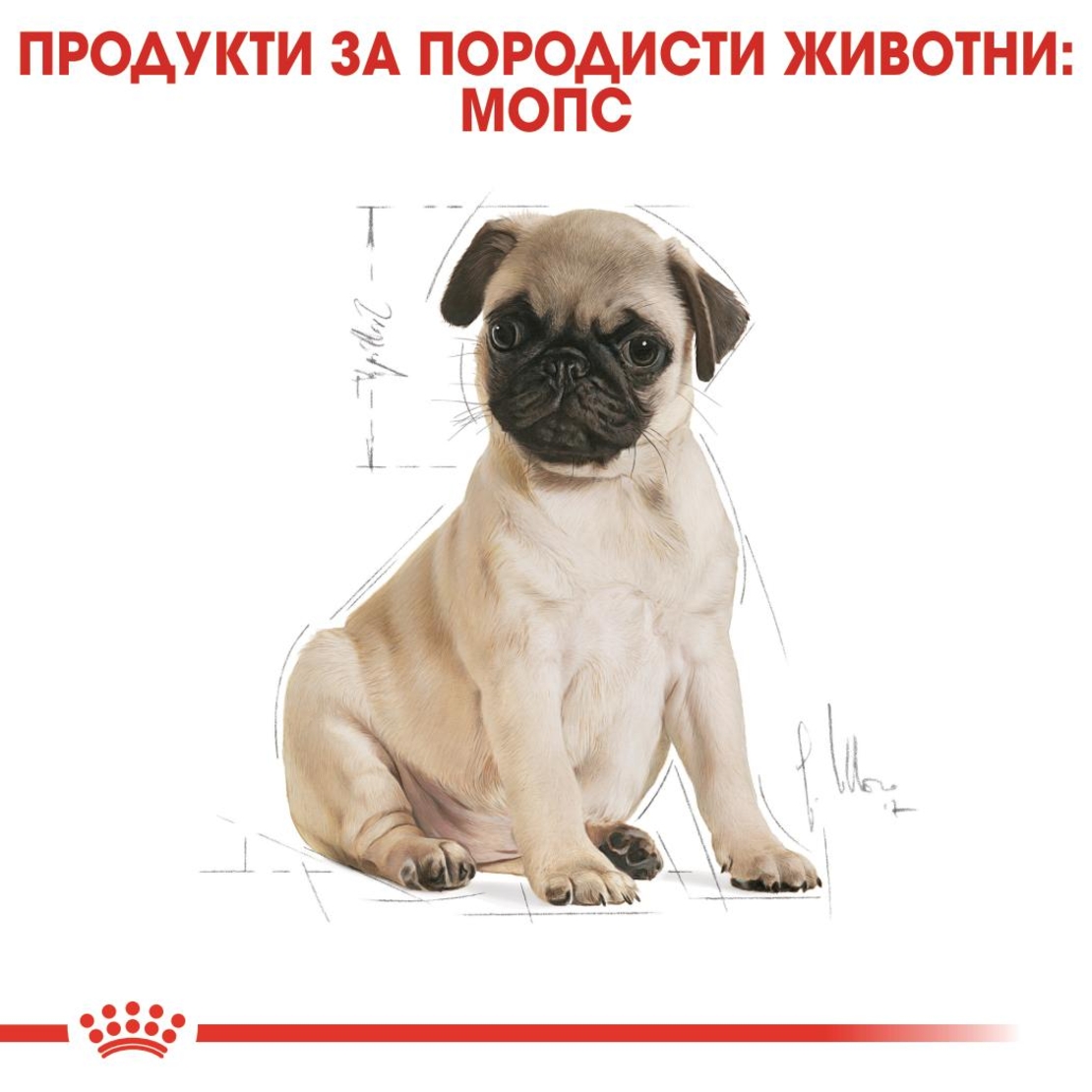 ROYAL CANIN® BHN PUG PUPPY - за подрастващи кучета порода мопс до 10 месеца