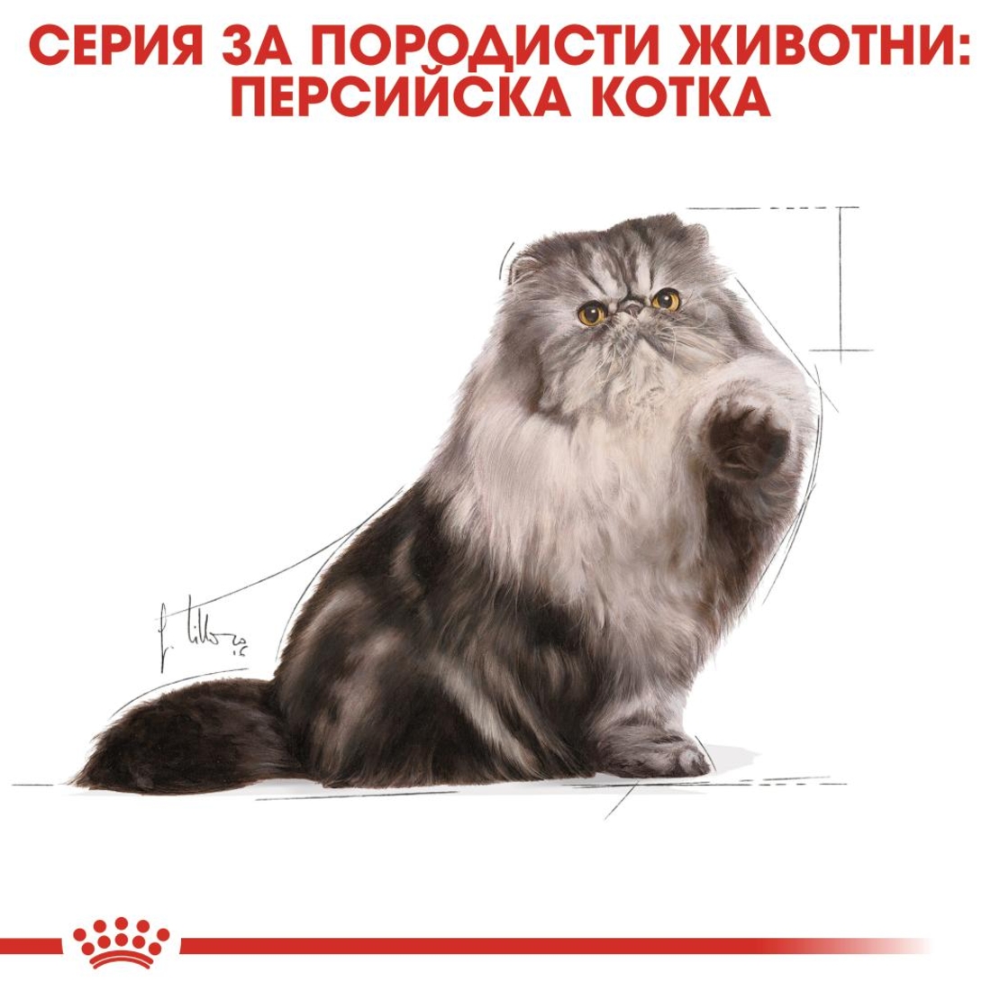 ROYAL CANIN® FBN PERSIAN за персийски котки в зряла възраст - над 12 месеца (пастет)