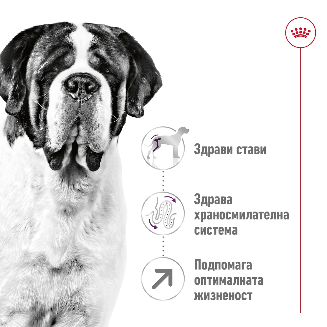 ROYAL CANIN® SHN GIANT ADULT – за кучета в зряла възраст от гигантски породи (над 45 кг) - над 18/24 месеца