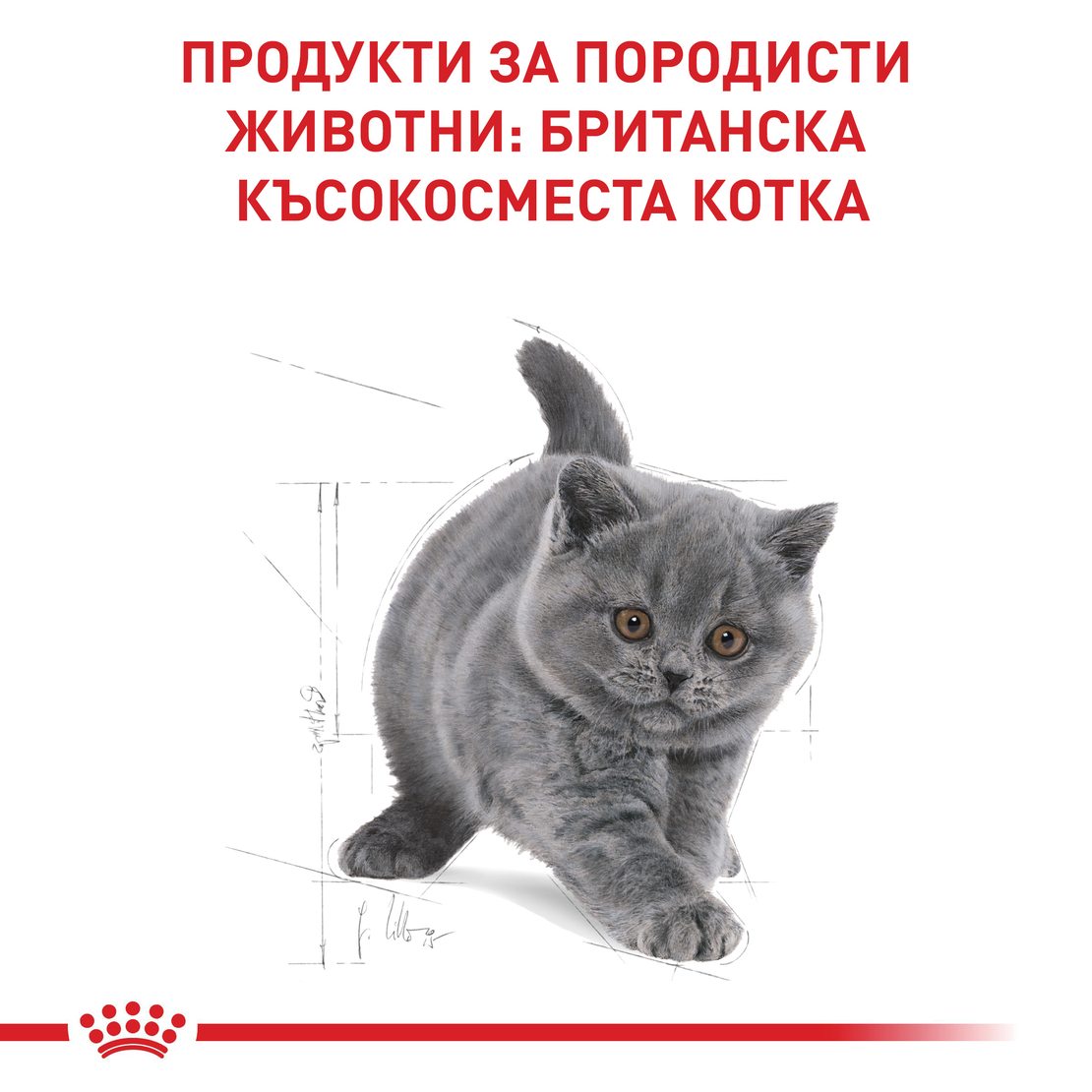 ROYAL CANIN® FBN BRITISH SHORTHAIR KITTEN за подрастващи британски късокосмести котки (до 12 месеца)