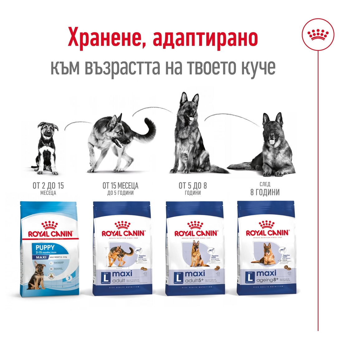 ROYAL CANIN® SHN MAXI ADULT  - за кучета в зряла възраст от едри породи (от 26 до 44 кг) - над 15 месеца