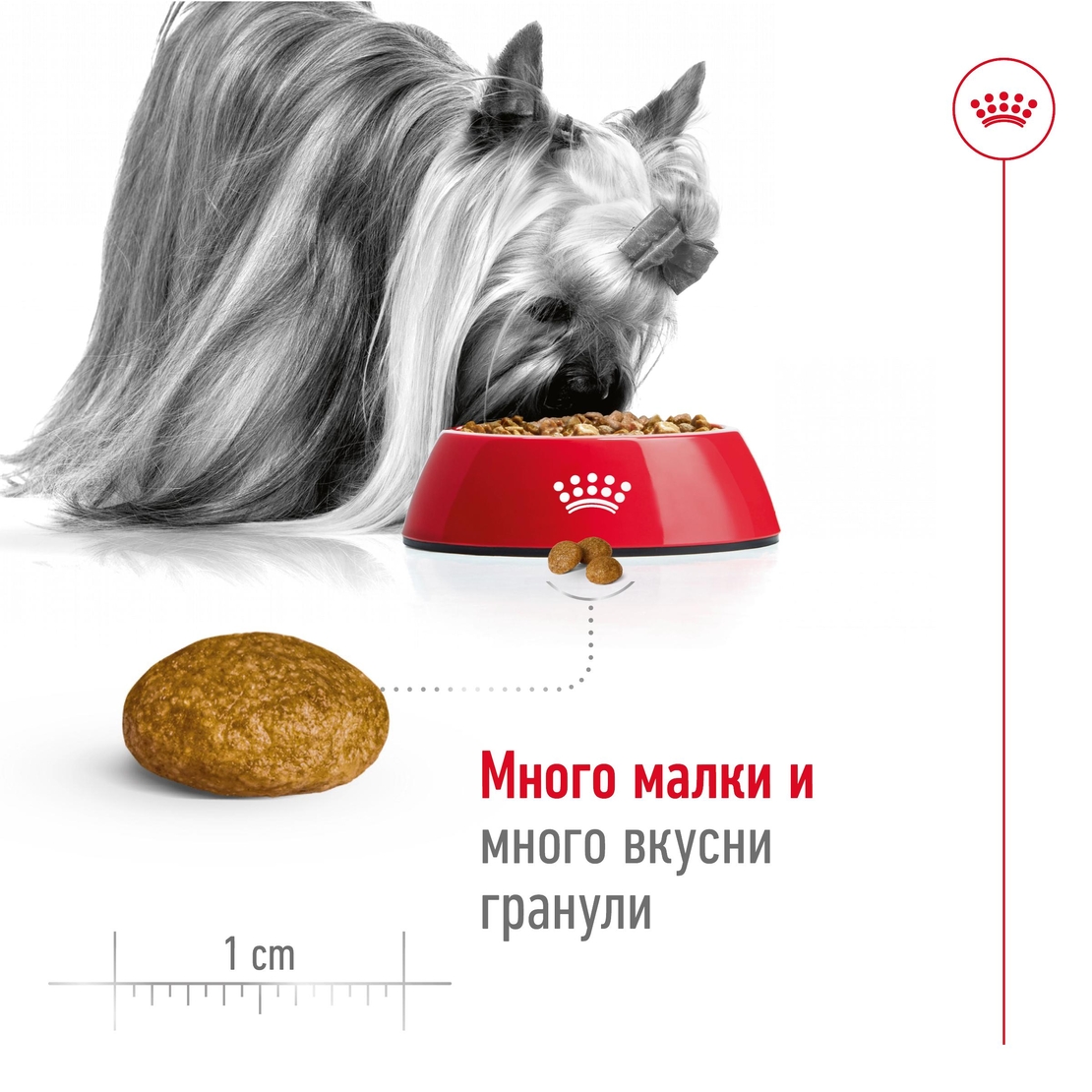 ROYAL CANIN® SHN X-SMALL ADULT – за кучета в зряла възраст от много дребни породи (тегло до 4 кг) - над 10 месеца