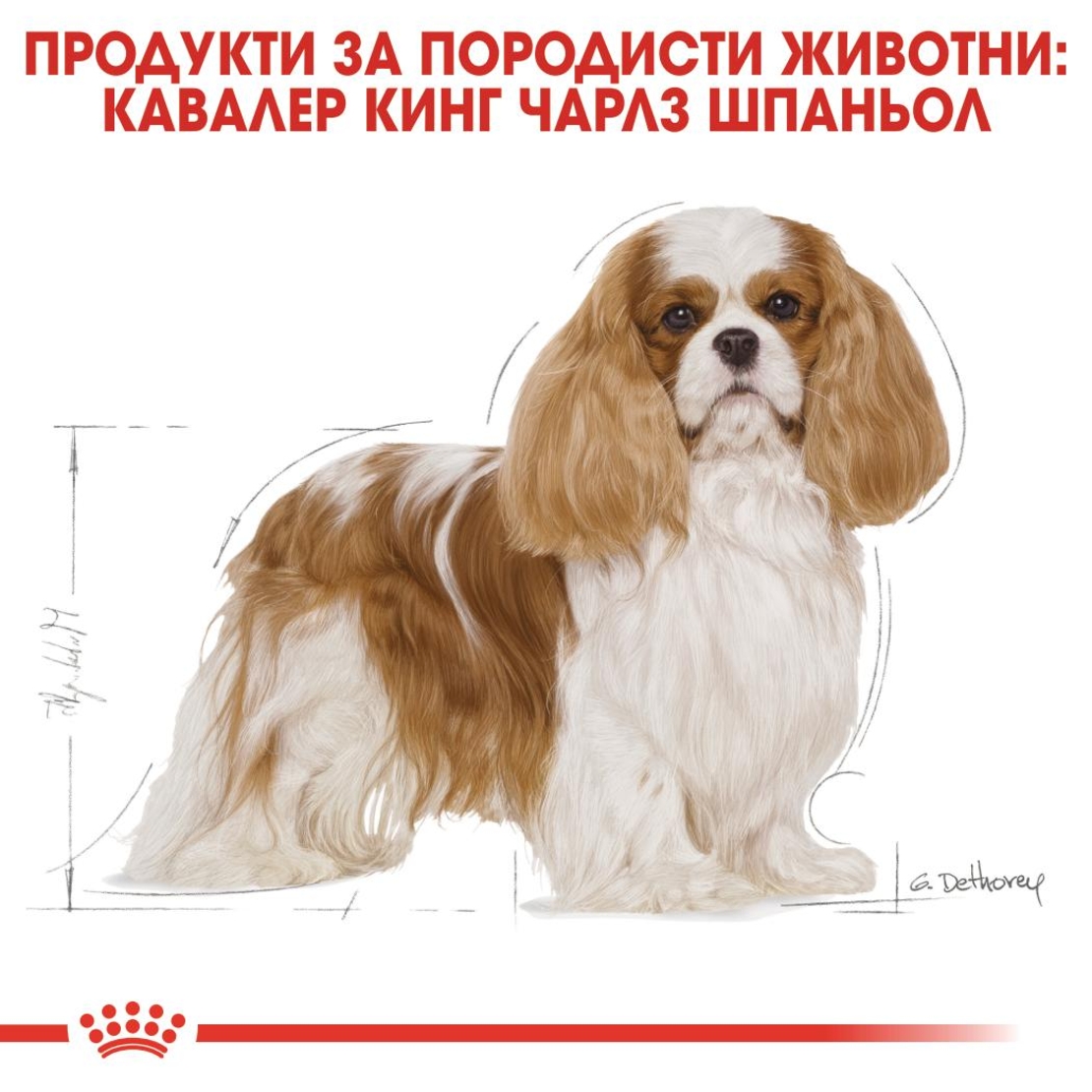 ROYAL CANIN® BHN CAVALIER KING CHARLES ADULT за кучета в зряла и напреднала възраст порода кавалер кинг чарлз шпаньол - над 10 месеца