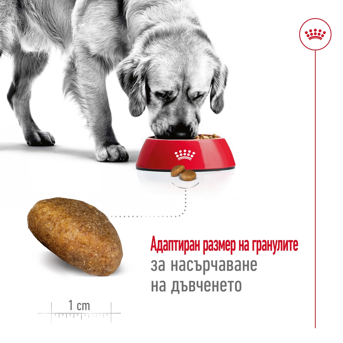 ROYAL CANIN® SHN MAXI ADULT  - за кучета в зряла възраст от едри породи (от 26 до 44 кг) - над 15 месеца