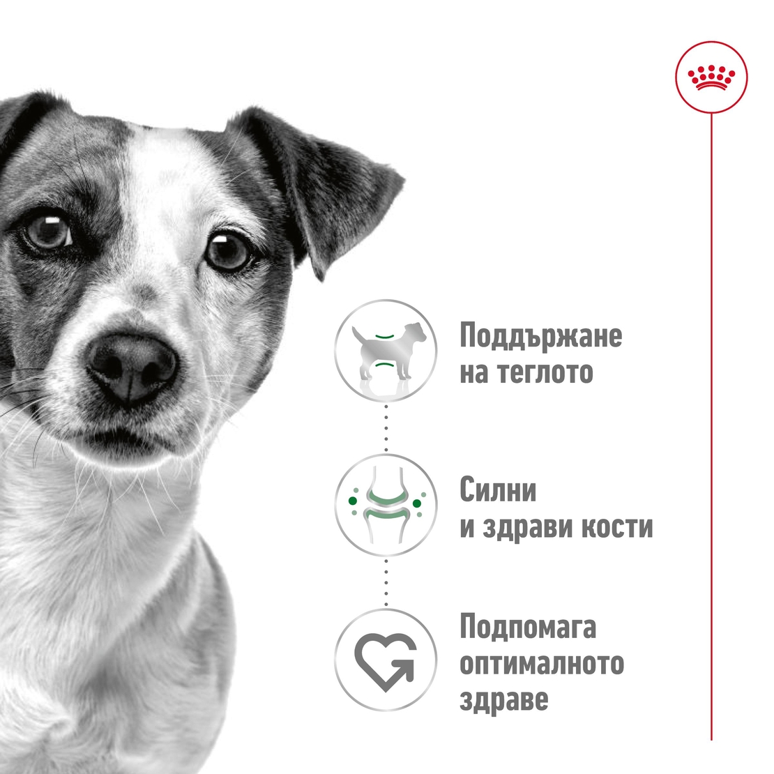 ROYAL CANIN® SHN MINI ADULT – за кучета в зряла възраст от дребни породи (до 10 кг) - над 10 месеца