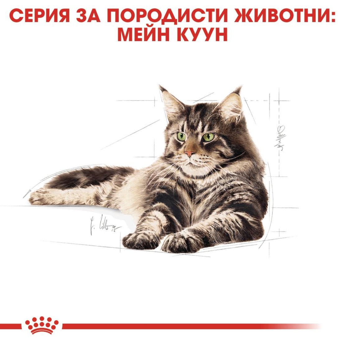 ROYAL CANIN® FBN MAINE COON ADULT за котки в зряла възраст порода мейн куун – над 15 месеца