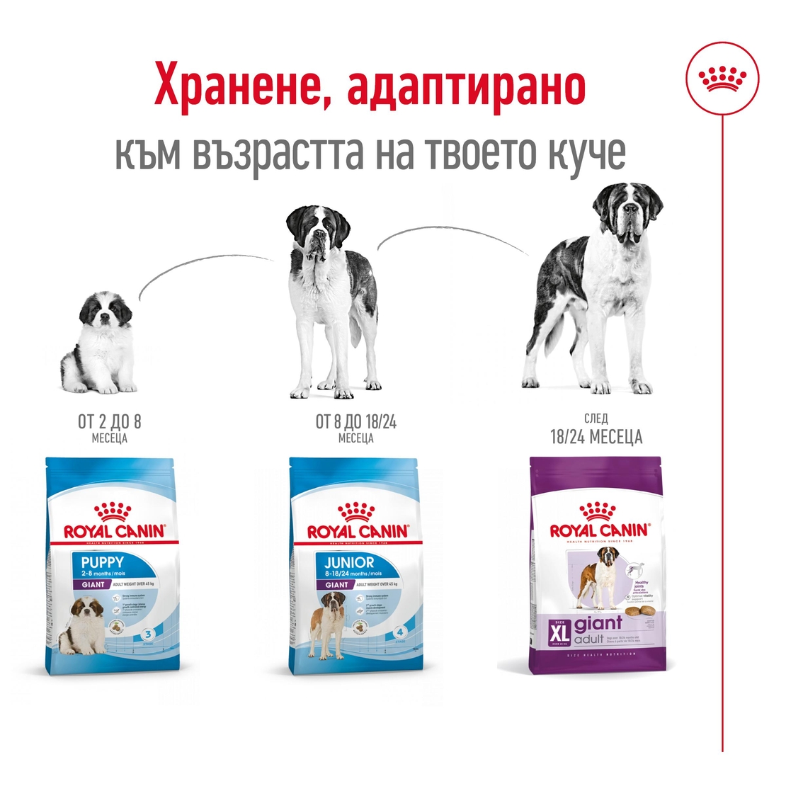 ROYAL CANIN® SHN GIANT ADULT – за кучета в зряла възраст от гигантски породи (над 45 кг) - над 18/24 месеца