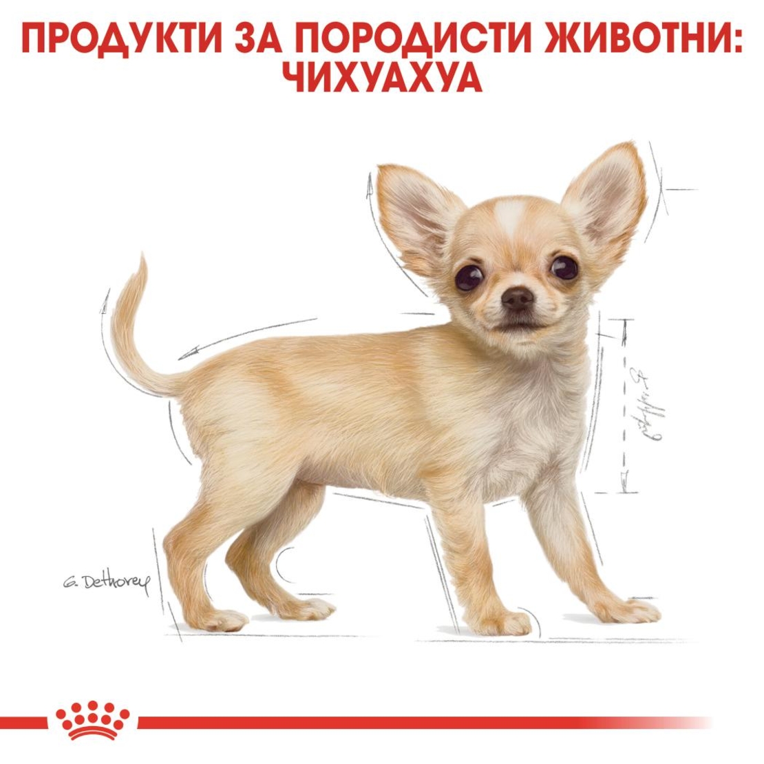 ROYAL CANIN® BHN CHIHUAHUA PUPPY за подрастващи кучета порода чихуахуа - до 8 месеца