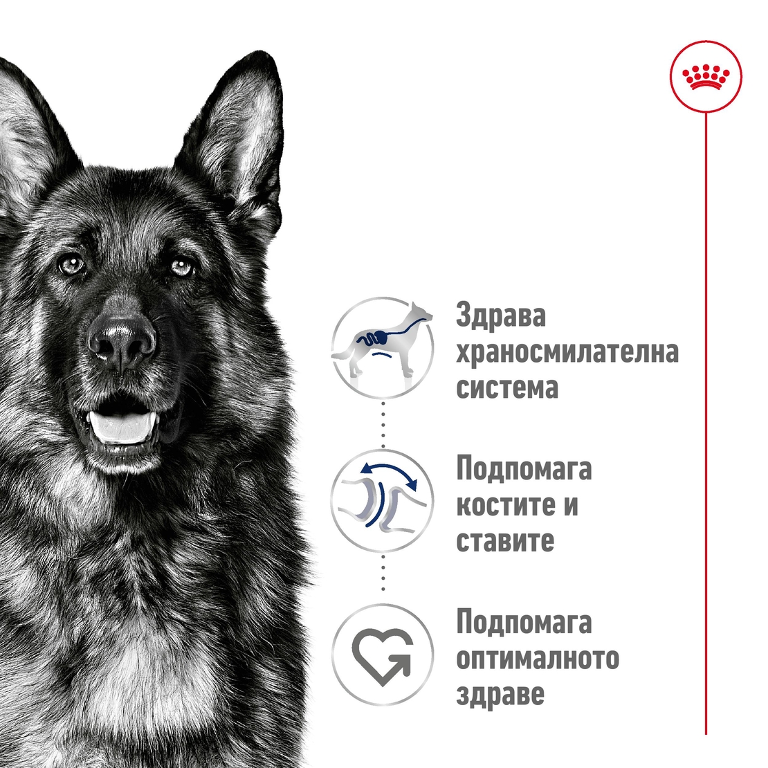 ROYAL CANIN® SHN MAXI ADULT  - за кучета в зряла възраст от едри породи (от 26 до 44 кг) - над 15 месеца
