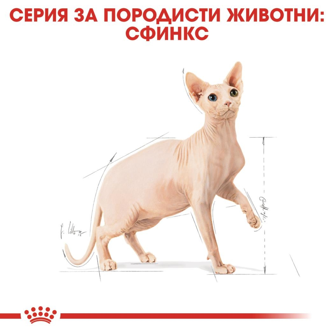 ROYAL CANIN® FBN SPHYNX ADULT за котки порода сфинкс в зряла възраст - над 12 месеца