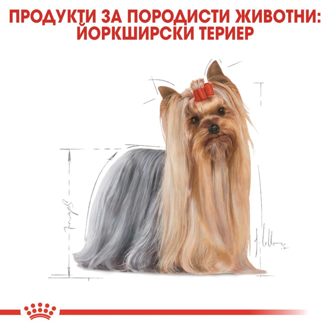 ROYAL CANIN® BHN YORKSHIRE TERRIER ADULT за кучета в зряла възраст порода йоркширски териер - над 10 месеца (пастет)