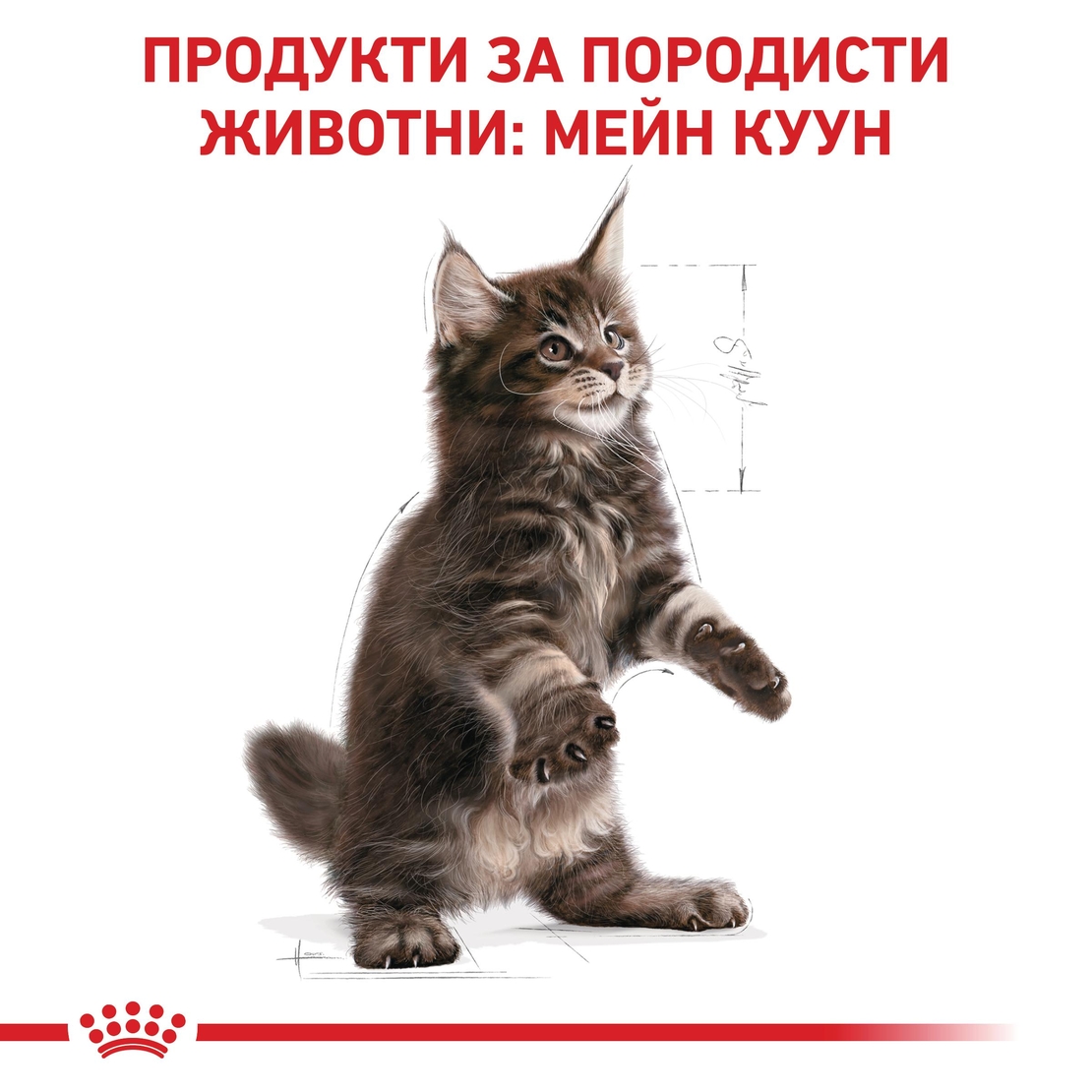 ROYAL CANIN® FBN MAINE COON KITTEN за подрастващи котенца от порода мейн куун (до 15 месеца)