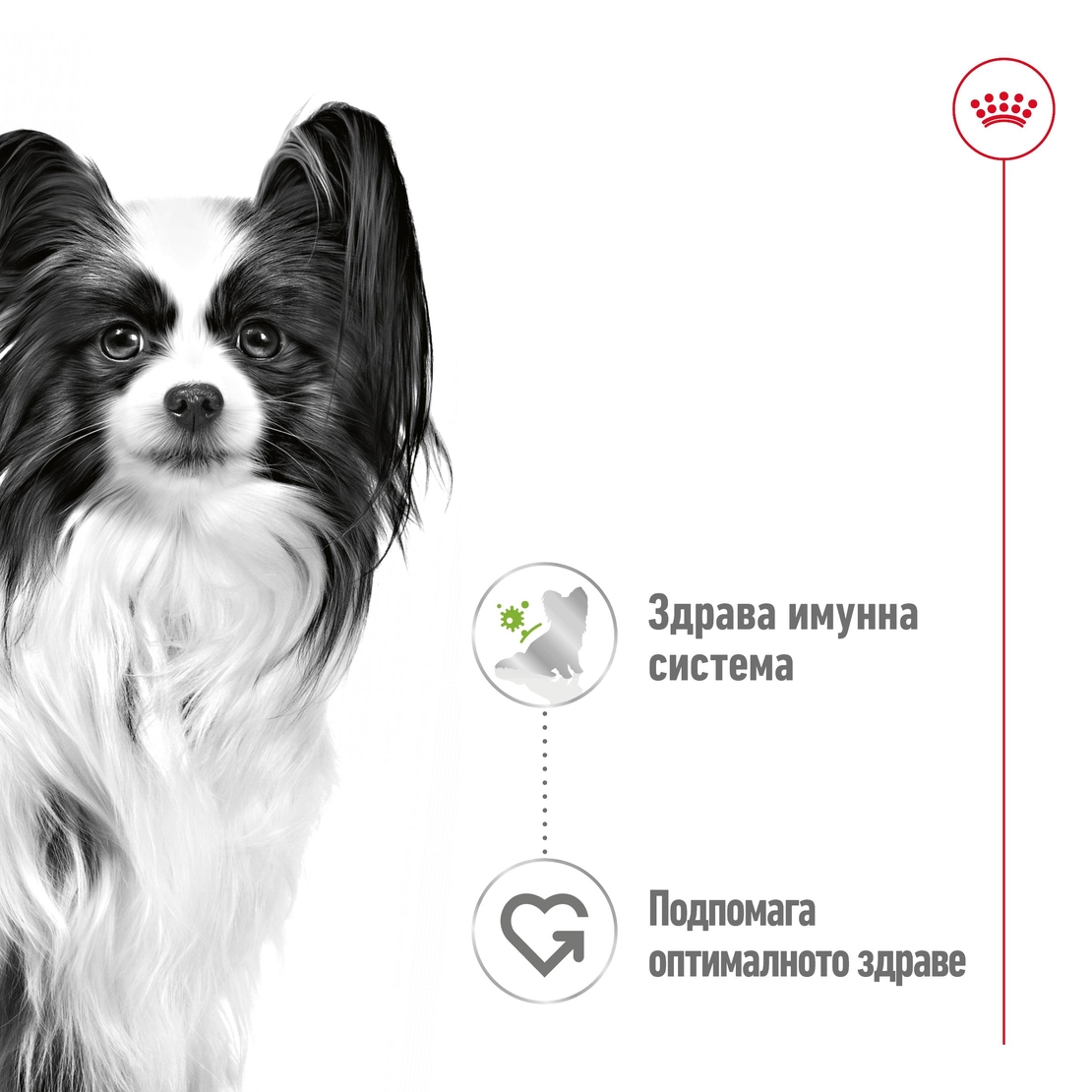 ROYAL CANIN® SHN X-SMALL ADULT - за кучета в зряла възраст от много дребни породи (тегло в зряла възраст до 4кг) – от 10 месеца до 8 години