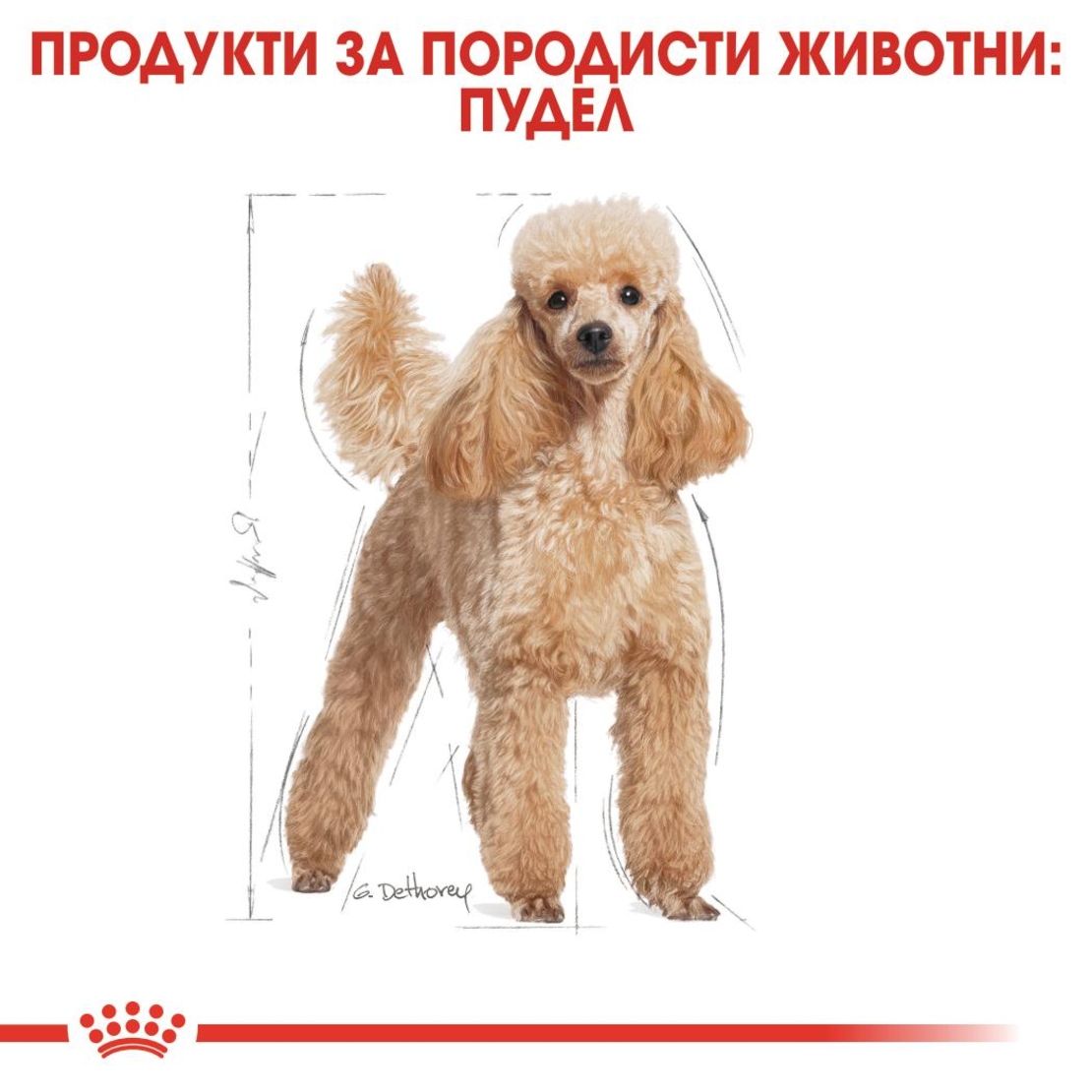 ROYAL CANIN® BHN POODLE - за кучета порода пудел над 10 месечна възраст 1.5 кг.
