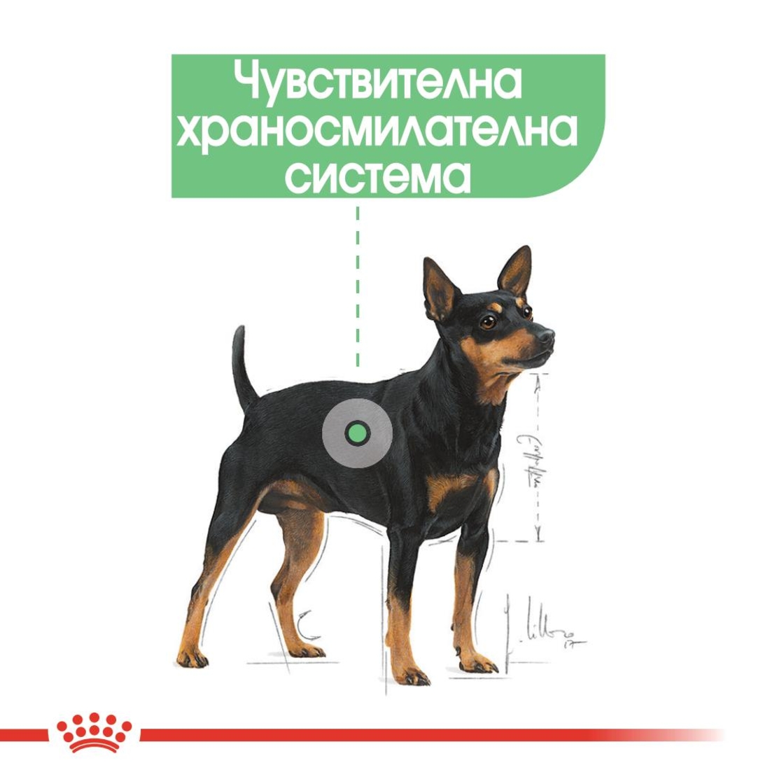 ROYAL CANIN® CCN DIGESTIVE CARE за кучета в зряла възраст над 10 месеца с чувствителна храносмилателна система (пастет)