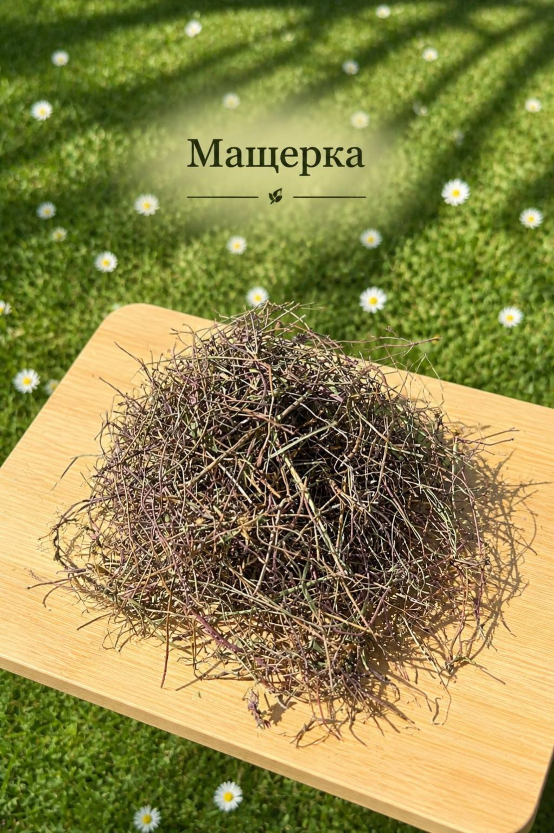 Мащерка сушена