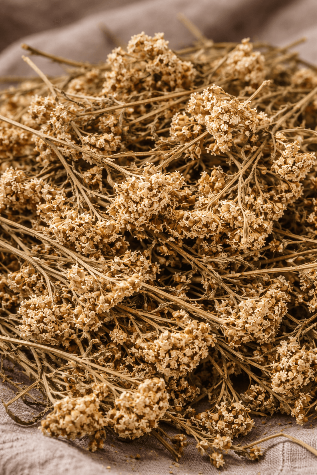 Бял равнец – стрък