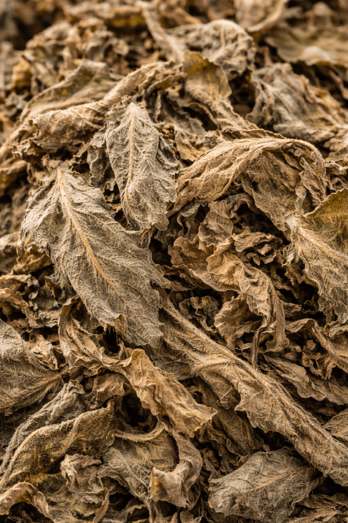 Лопен лист (Verbascum thapsus)